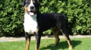 Big switzersky zennenhund gross: описание на породата zennenhund късно